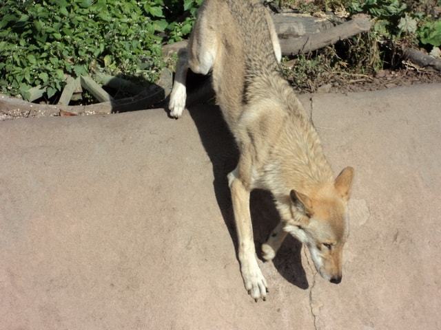 Зоопарк в Москве