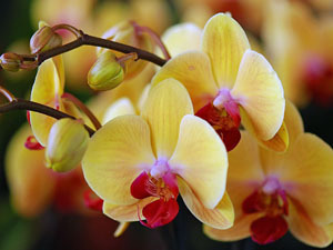 Зимний полив и уход за орхидеей