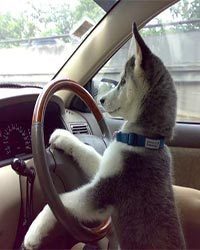 Умные собачки