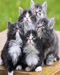 Особый талант