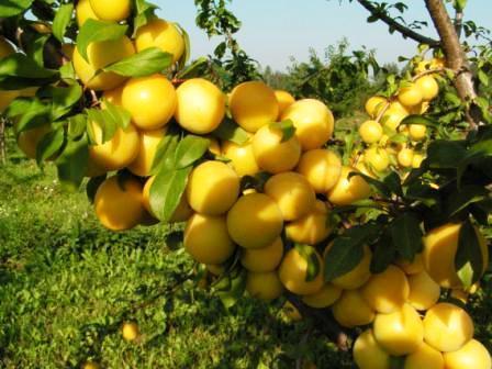 Особенности алычи сорта Царская