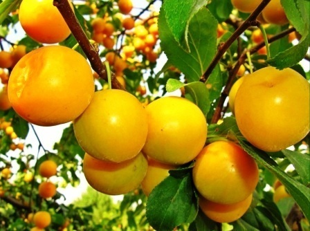 Алыча с саду