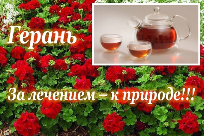 герань
