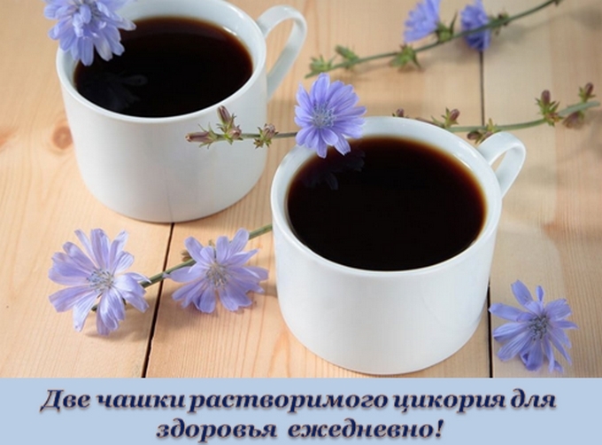 цикорий