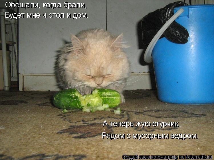Применение огурца в народной медицине,в диетологии,в косметологии.