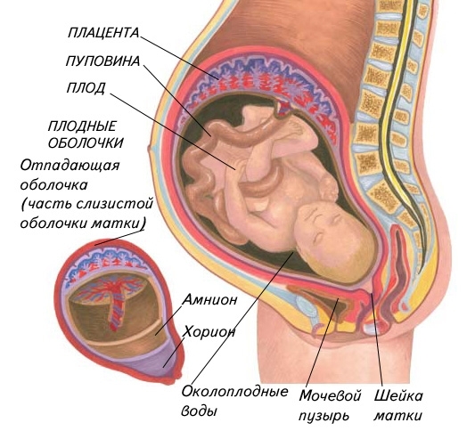 Боровая матка-от бесплодия и гинекологических  заболеваний