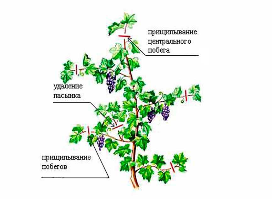 Пасынкование винограда