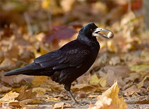 Ворона и человек