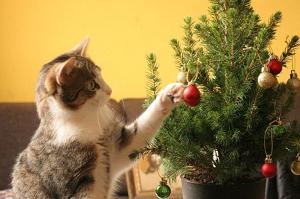 Как защитить елку от кошки в Новый Год