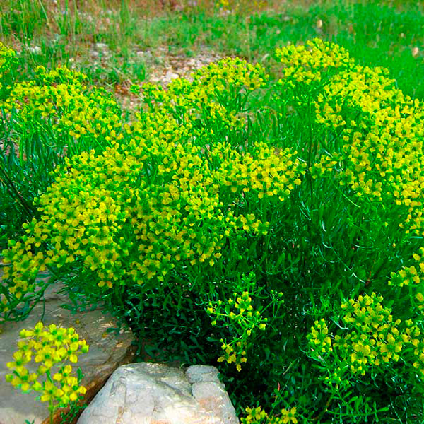 Лекарственное растение Рута душистая (Ruta graveolens)