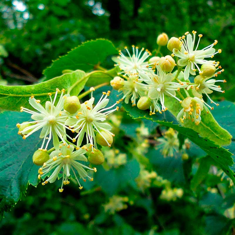 Лекарственное растение Липа сердцелистная (Tilia cordata)