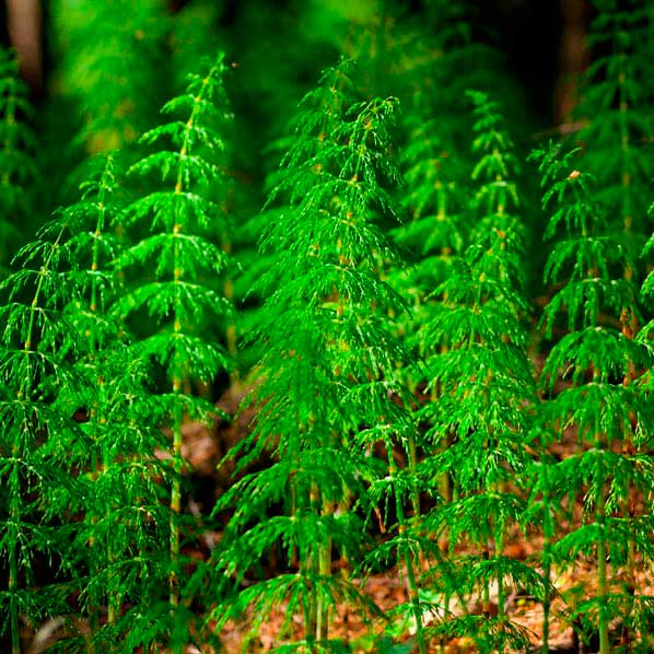 Лекарственное растение Хвощ полевой (Equisetum arvense)