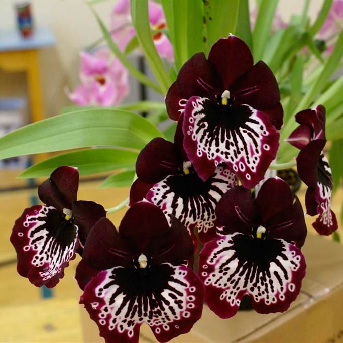 Комнатное растение Милтония (Miltonia)