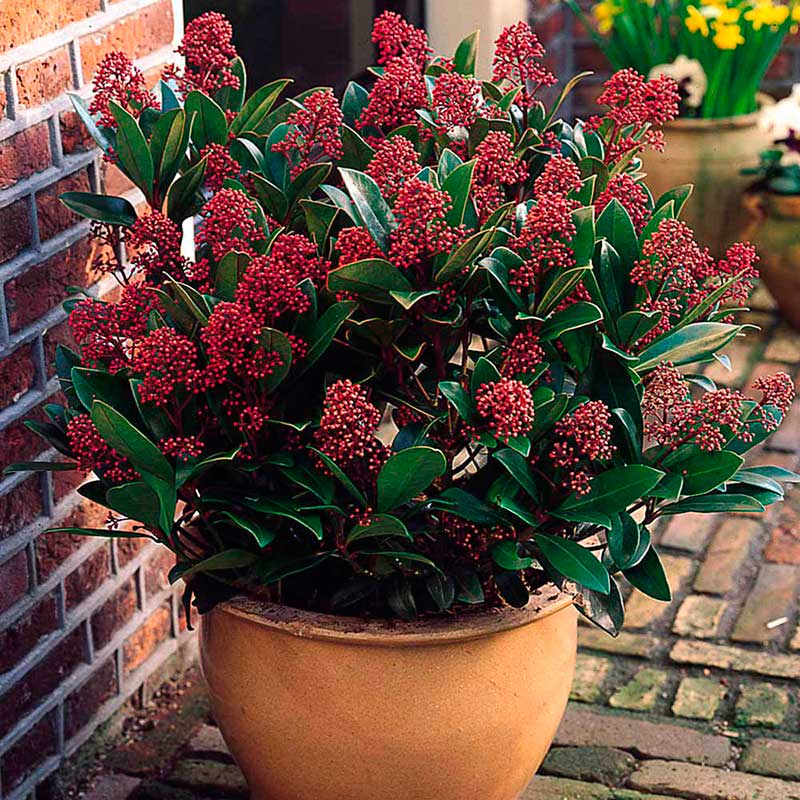 Комнатное растение Скиммия (лат. Skimmia)