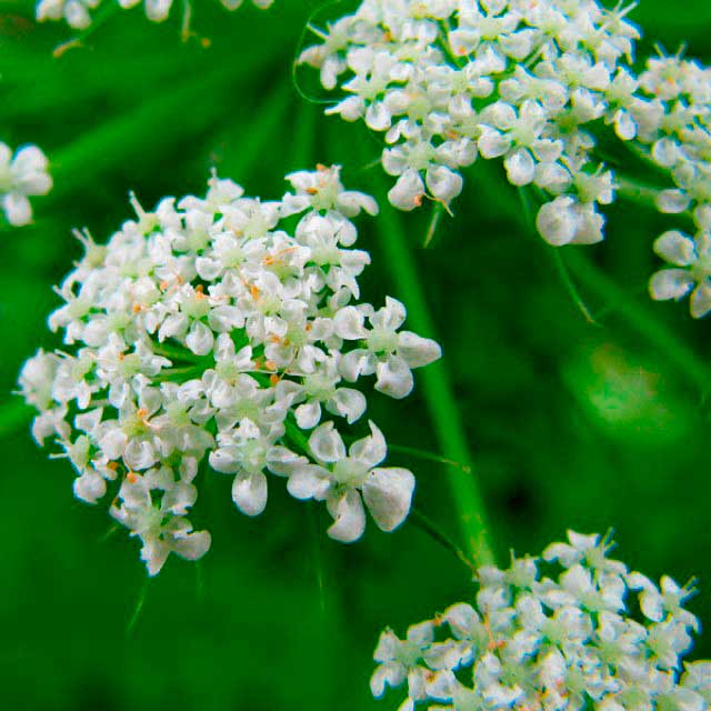 Лекарственное растение Анис (Pimpinella anisum)