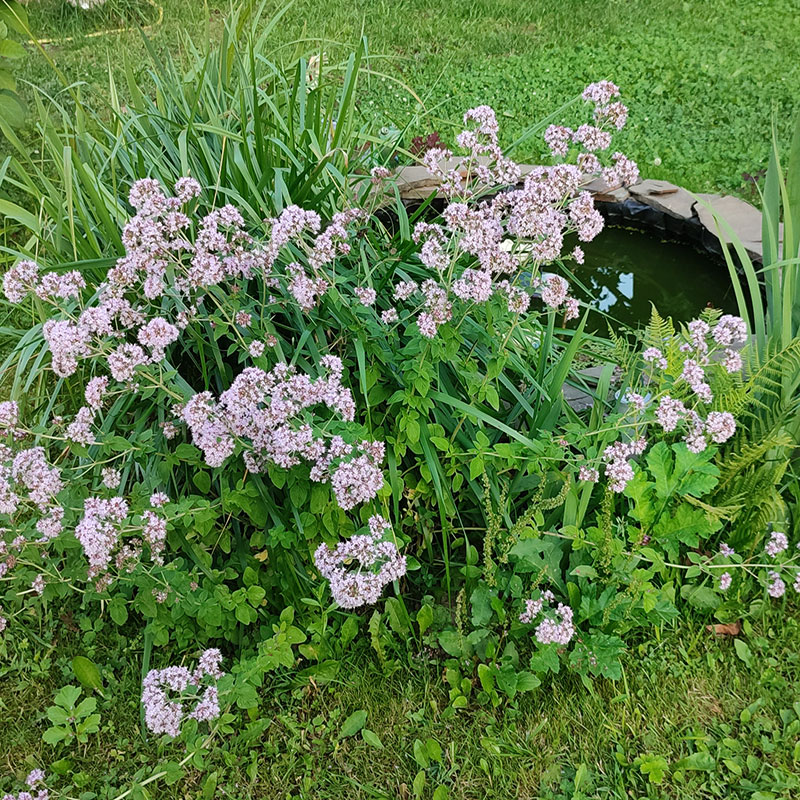 Лекарственное растение Душица обыкновенная (Origanum vulgare)