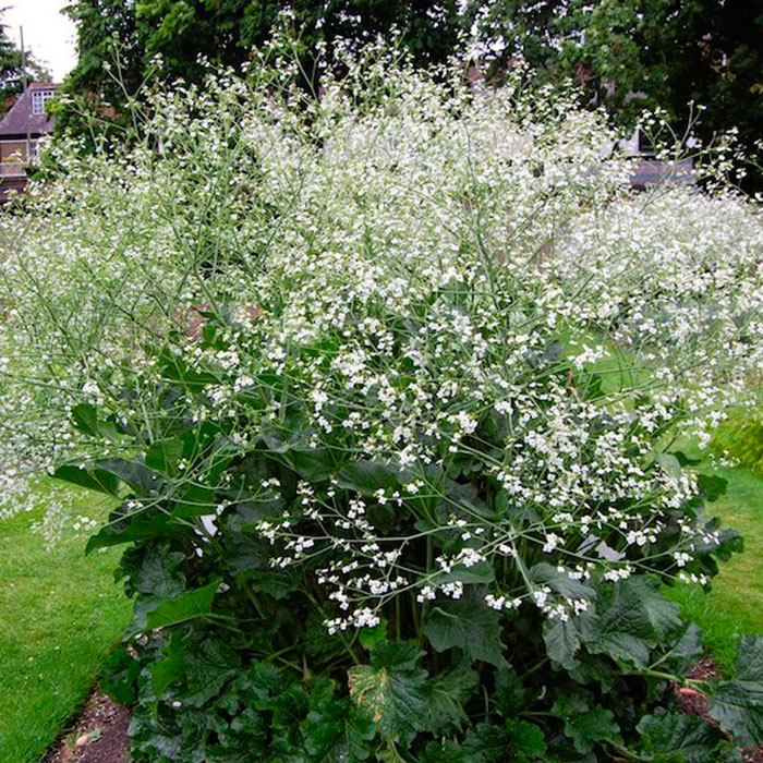 Многолетний садовый цветок Гипсофила (Gypsophila)