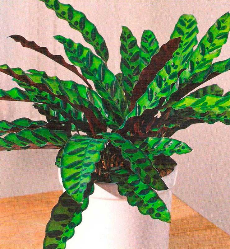 Комнатное растение Калатея (лат. Calathea)