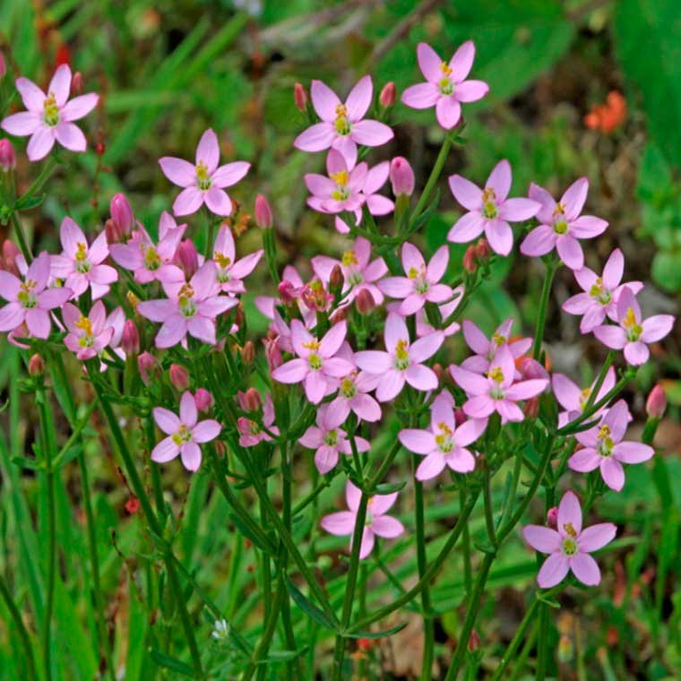 Лекарственное растение Золототысячник обыкновенный (Centaurium minus)