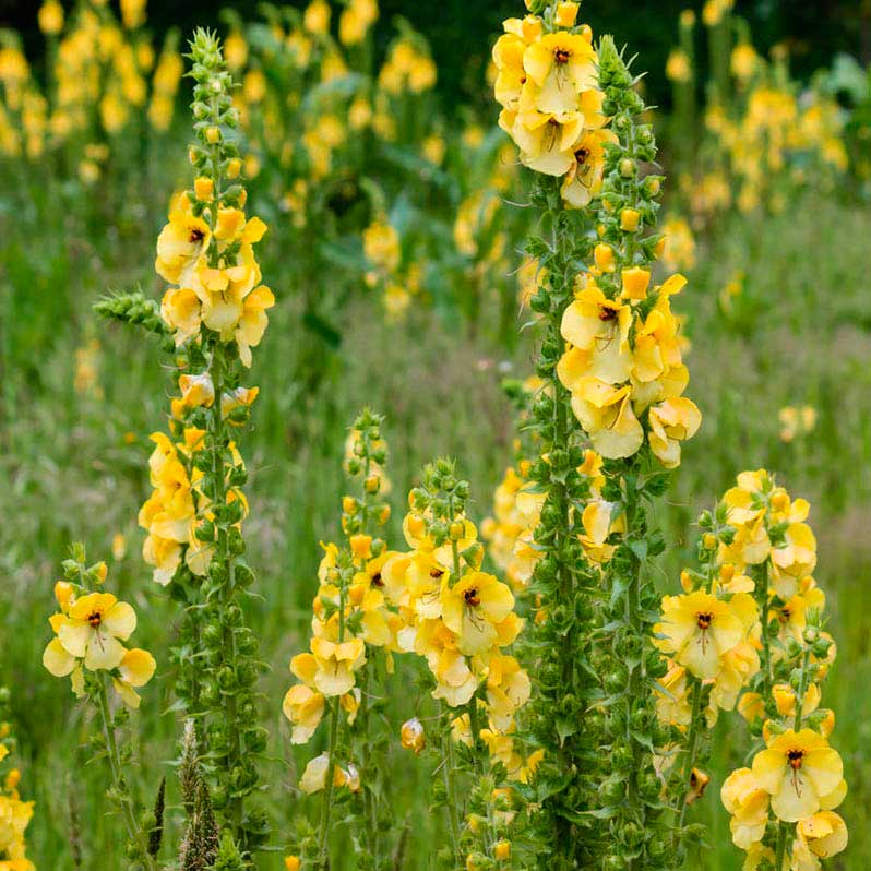 Лекарственное растение Коровяк густоцветковый (Verbascum densiflorum)