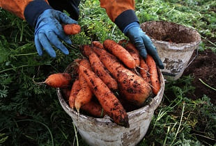 Эта подкормка моркови сделает её крупной и сладкой
