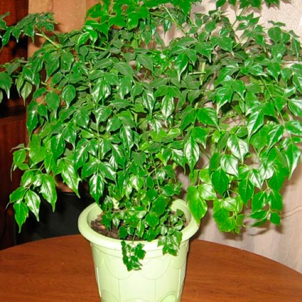 Комнатное растение Радермахера (Radermachera)