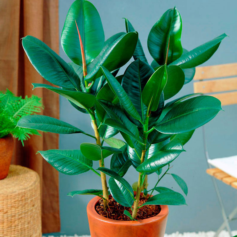 Комнатное растение Фикус каучуконосный (Ficus elastica)