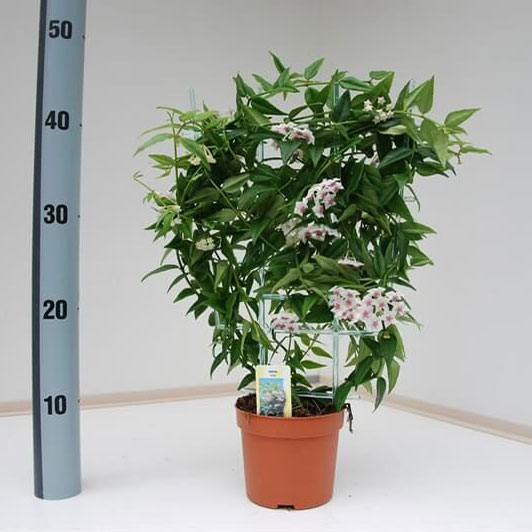 Комнатное растение Хойя (Hoya)