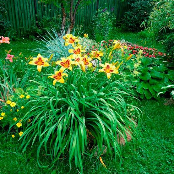 Многолетний садовый цветок Лилейник (Hemerocallis)