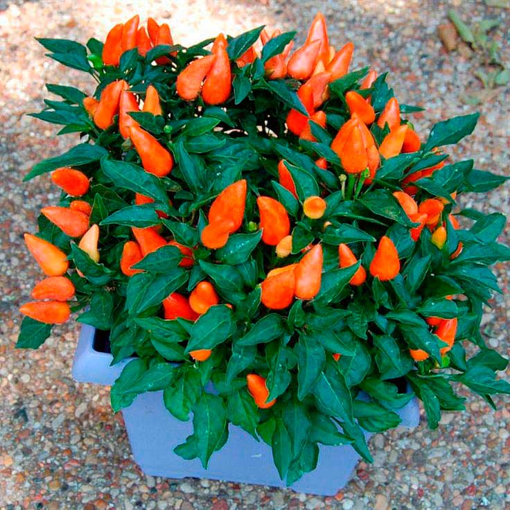 Комнатное растение Капсикум (Capsicum)