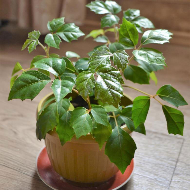 Комнатное растение Циссус (Cissus)