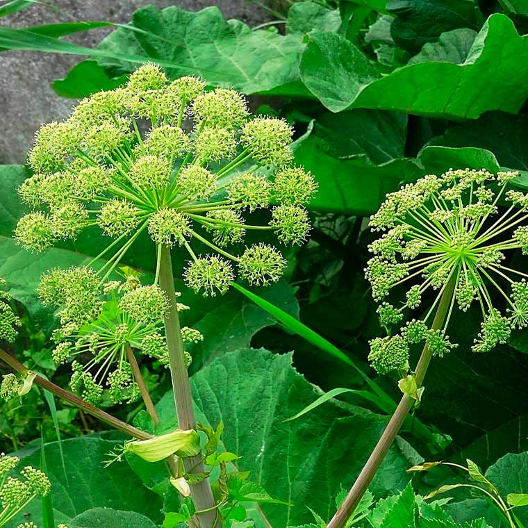 Лекарственное растение Дудник (Angelica archangelica)