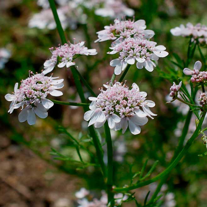 Лекарственное растение Кориандр посевной (Coriandrum sativum)