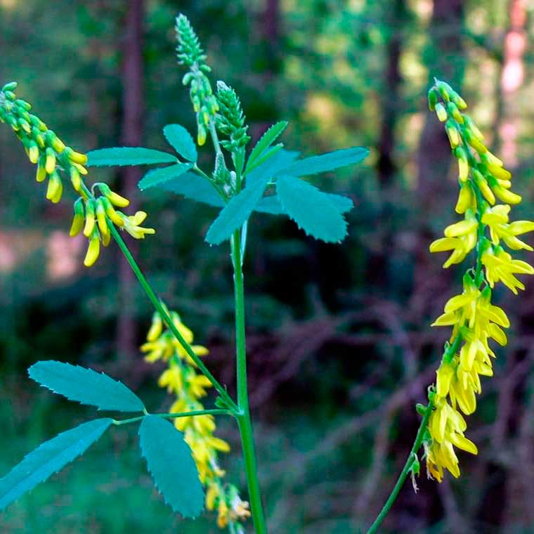 Лекарственное растение Донник (Melilotus officinalis)