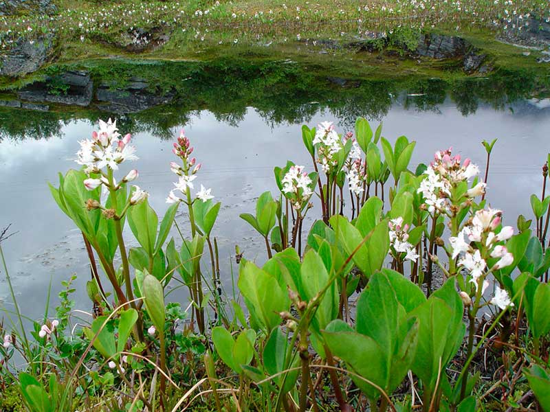 Лекарственное растение Вахта трехлистная (Menyanthes trifoliate)