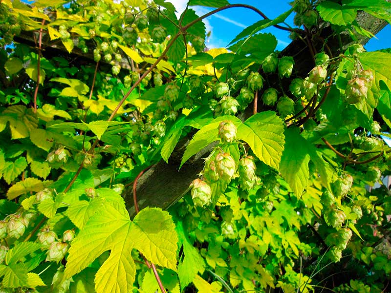 Лекарственное растение Хмель обыкновенный (Humulus lupulus)