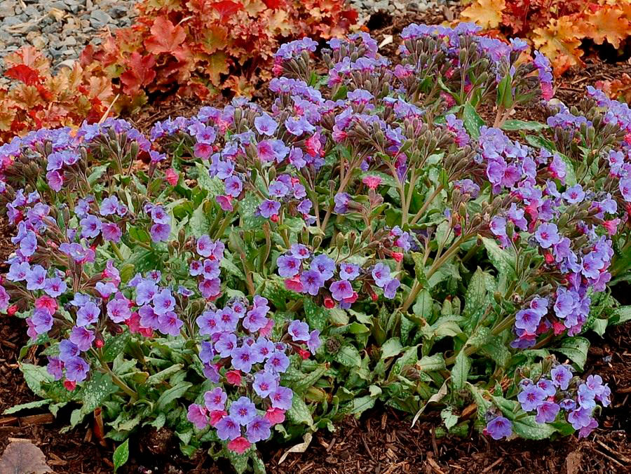 Многолетний садовый цветок Медуница (Pulmonaria)