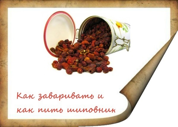 Шиповник как заваривать и как пить полезные свойства