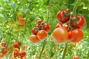 Если помидоры не краснеют в теплице: что делать?
