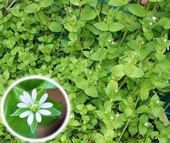 Посадить картофель в траву Посадить картофель в траву