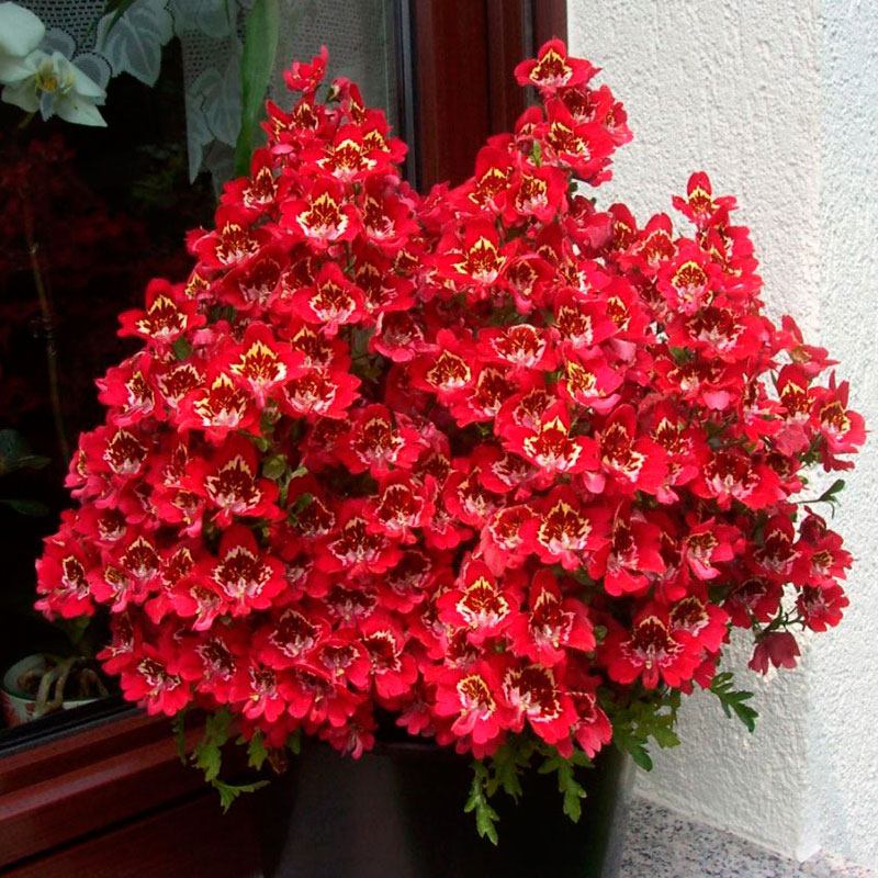 Комнатное растение Схизантус (Schizanthus)