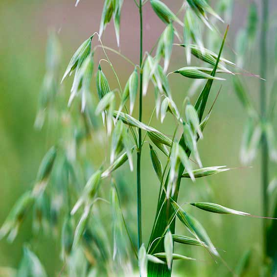 Лекарственное растение Овес посевной (Avena sativa)