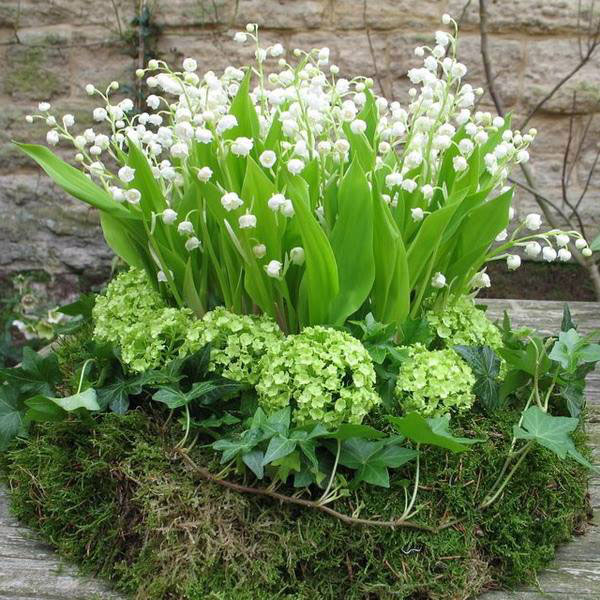 Многолетний садовый цветок Ландыш (Convallaria)