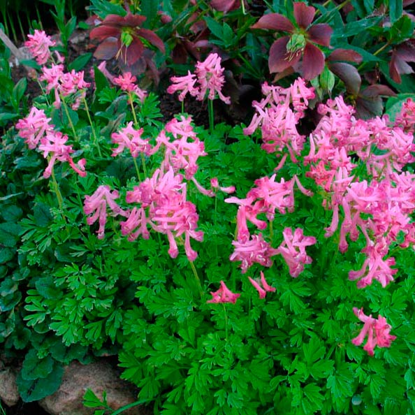 Многолетний садовый цветок Хохлатка (Corydalis)