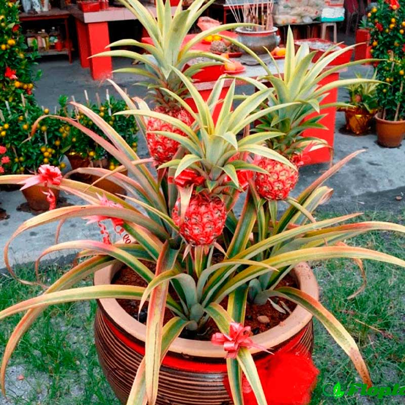 Комнатное растение Ананас (Ananas)