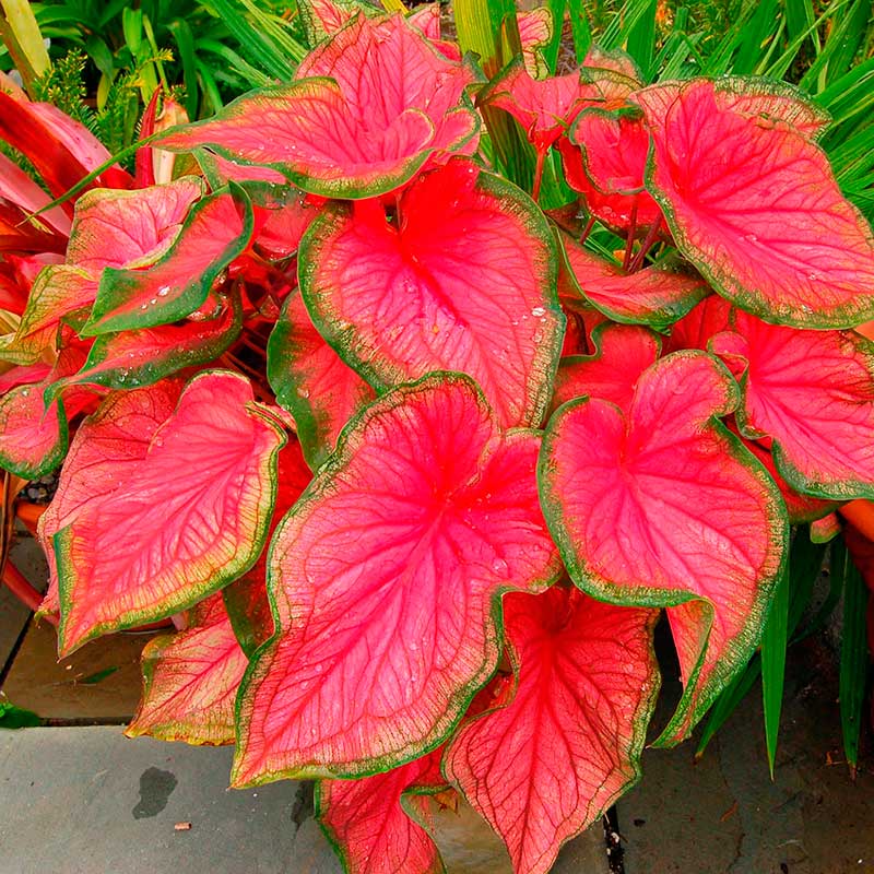 Комнатное растение Каладиум (Caladium)