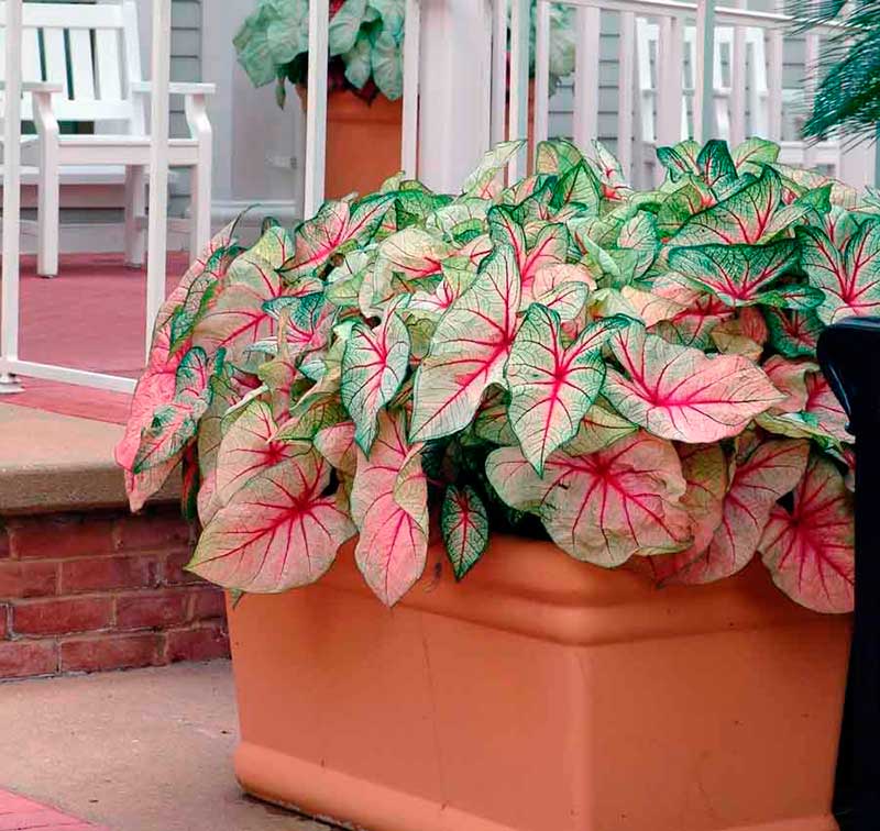 Комнатное растение Каладиум (Caladium)