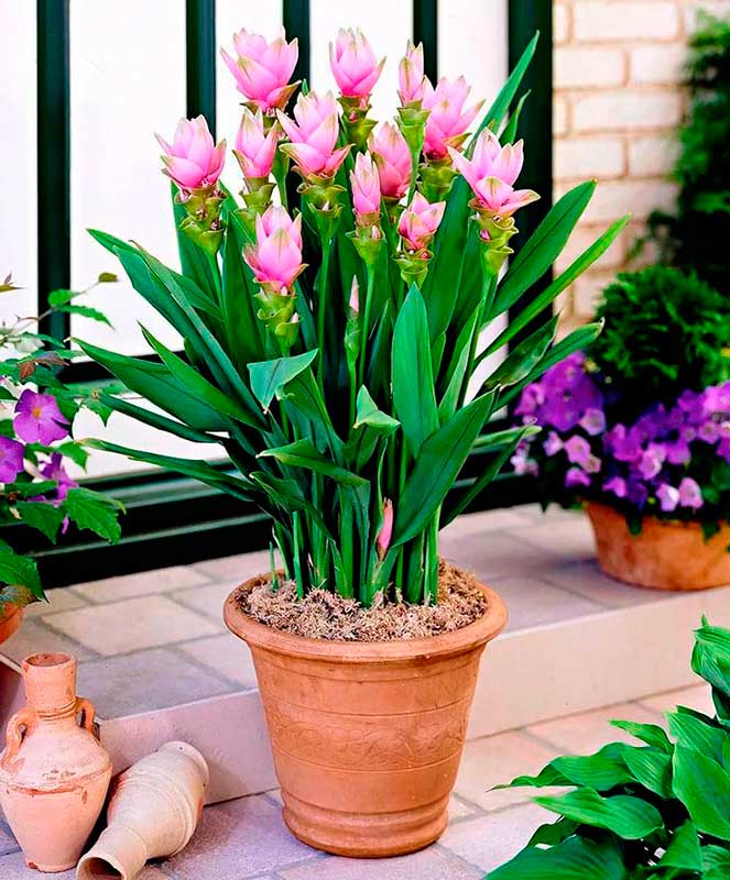 Комнатное растение Куркума (Curcuma)