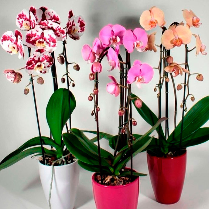 Комнатное растение Онцидиум (Oncidium)