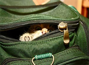 Кот в портфеле
